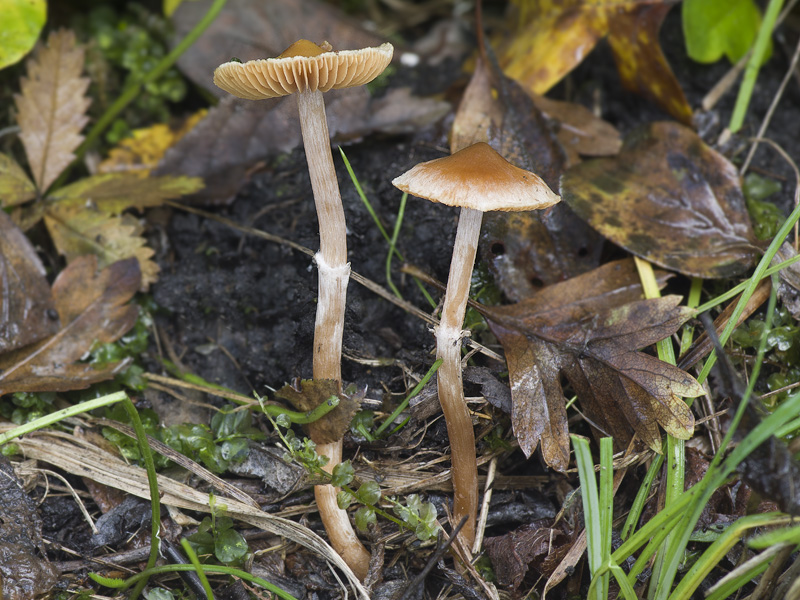 Cortinarius parvannulatus